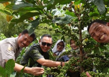 Wagub Kaltim Dukung Kopi Luwak Kukar Jadi Komoditas Nasional
