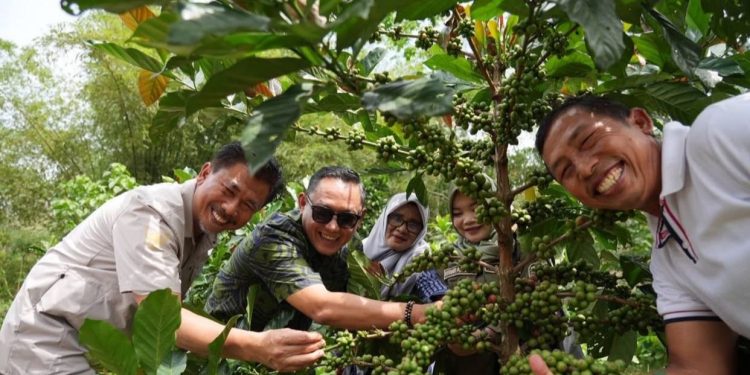 Wagub Kaltim Dukung Kopi Luwak Kukar Jadi Komoditas Nasional