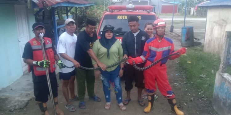 Ular Koros Masuk Halaman Rumah Warga, Damkarmatan Kukar Bergerak Cepat